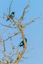 Glossy Starling Bird Perched on Dry Leafless Tree Branches Royalty Free Stock Photo
