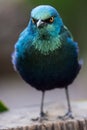 Glossy Starling Bird Royalty Free Stock Photo