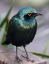 Glossy Starling Bird Royalty Free Stock Photo