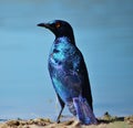 Glossy Starling - Blue and Purple Royalty Free Stock Photo