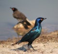 Glossy Starling - Blue and Purple Royalty Free Stock Photo