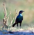 Glossy-starling Lamprotornis