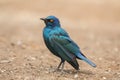 Glossy Starling Lamprotornis nitens