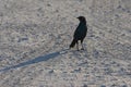 Red-shouldered glossy starling lamprotornis nitens in the Etosha National Park in Namibia