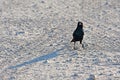 Red-shouldered glossy starling lamprotornis nitens in the Etosha National Park in Namibia Royalty Free Stock Photo