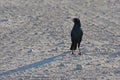 Red-shouldered glossy starling lamprotornis nitens in the Etosha National Park in Namibia Royalty Free Stock Photo