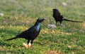 Glossy Starling and Shrike - Blue and Purple Royalty Free Stock Photo