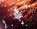 Glossy transparent cold snowflake lying on the fur hairs on the Royalty Free Stock Photo