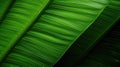 glossy tropical leaf close up Royalty Free Stock Photo