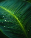 Glossy tropical leaf with water beads Royalty Free Stock Photo