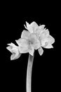 Glossy white amaryllis black background, fine art still life monochrome macro, detailed texture Royalty Free Stock Photo