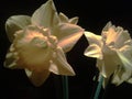 Gleaming yellow daffodil flower