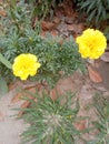 Glossy yellow flowers with green tiny leaves.