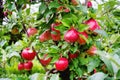 Gloster apple tree branch with apple after rain Royalty Free Stock Photo