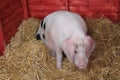 Gloucester Old Spot Pig. Royalty Free Stock Photo