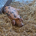 Gloucester Old Spot Piglet Royalty Free Stock Photo