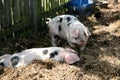 Gloucester old spot pigs shading from the sun