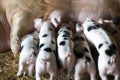 Gloucester Old Spot sow and her litter Royalty Free Stock Photo