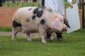 Gloucester Old Spot Sow Pig. Royalty Free Stock Photo