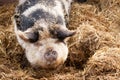 Gloucestershire Old Spot Pig Royalty Free Stock Photo