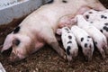 Gloucestershire Old Spots piglets feeding from sow Royalty Free Stock Photo