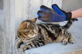 A glove for combing wool. A cat is combed with an animal comb Royalty Free Stock Photo
