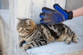 A glove for combing wool. A cat is combed with an animal comb Royalty Free Stock Photo