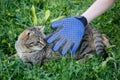 A glove for combing wool. A cat is combed with an animal comb Royalty Free Stock Photo