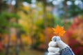 Glove hand holding orange maple leaf colorful forest blurred background Royalty Free Stock Photo