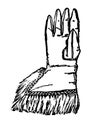 Glove of Oliver Cromwell, vintage engraving