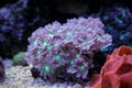 Glove polyps coral - Clavularia Royalty Free Stock Photo