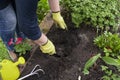 Gloved gardener`s hand loosens fertile soil with culti-hoe before planting