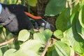 A gloved hand carefully trims a small branch near the main trunk of a tree with pruning shears Royalty Free Stock Photo
