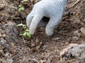 A gloved hand catches the mole crickets in the garden