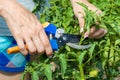 a gloved hand cuts a branch on a pear tree with scissors. Royalty Free Stock Photo