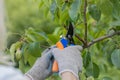a gloved hand cuts a branch on a pear tree with scissors Royalty Free Stock Photo