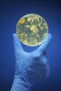 Gloved hand holding bacteria in a petri dish