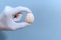 Gloved Hand Holding Brain Model Royalty Free Stock Photo