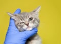 Gloved hand holding face still on kitten with congenital eye defect