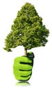 Gloved Hand Holding a Green Tree Isolated on White Background Royalty Free Stock Photo