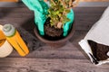 Gloved hand holding loam over a flower pot