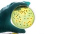 Gloved hand holding a Petri dish Bacteria culture Royalty Free Stock Photo