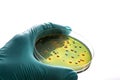 Gloved hand holding a Petri dish Bacteria culture Royalty Free Stock Photo