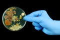 Hand holding petri dish growing bacteria