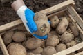 A gloved hand holds a potato tuber before planting, a box of potato seeds in the background Royalty Free Stock Photo