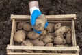 A gloved hand holds a potato tuber before planting, a box of potato seeds in the background Royalty Free Stock Photo