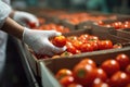 Gloved Hand Inspecting Fresh Tomatoes in Crates Royalty Free Stock Photo