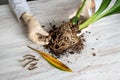 A gloved hand shows the damaged diseased orchid roots on the table. Close-up of the affected orchid roots. The plant needs to be