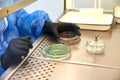 Gloved Hand of a Technician or scientist working with petri dish in microbiology laboratory. Bacterial Culture Media Royalty Free Stock Photo