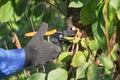 A gloved hand uses pruning shears to trim a tree branch Royalty Free Stock Photo